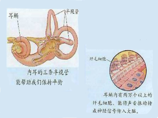 (前庭内的三条管道称为:半规管 此图来源于网络)