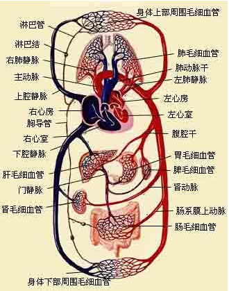 名单揭橥！ 环球最好卖的血液病药物及邦里手情(图1)