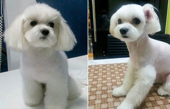泰迪智商排名第几_柴犬智商排名第几(3)