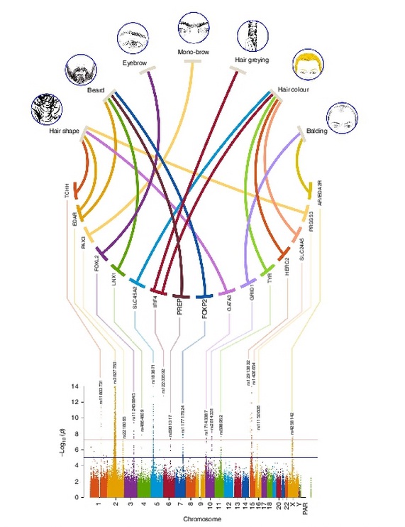 科学家发现10种跟毛发性状相关的遗传变异 科学家发现10种跟毛发性状相关的遗传变异