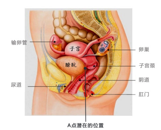 首先,找到g点(它位于阴道内约5～6厘米位置的上方),然后再深入大约5