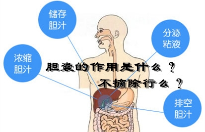 胆结石疼痛部位是哪里