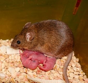 2只母鼠竟然生了只小老鼠中科院这个成果亮了