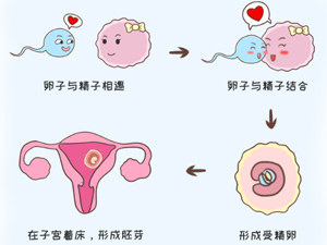 图解怀孕的过程
