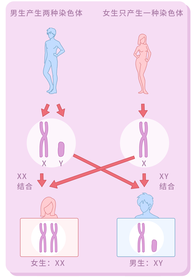 这种激素 能促使女胎长出阴茎和阴囊等男性器官 但是