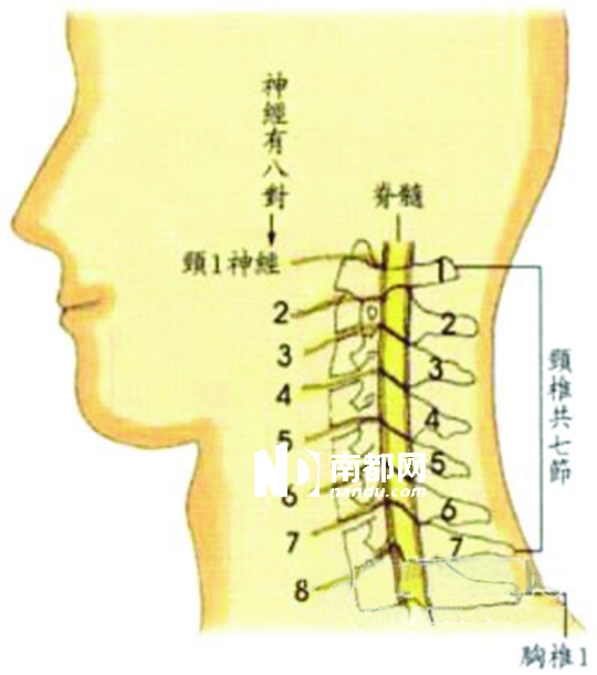 2节颈椎错位了