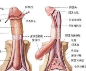 精子不液化
