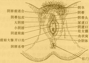 阴蒂肥大