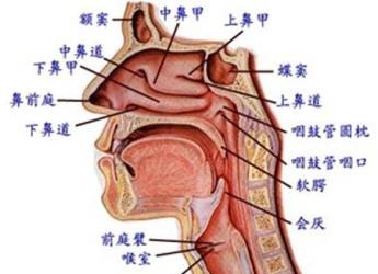 鼻咽炎的症状图片,鼻咽炎图片大全_鼻咽炎_39疾病百科