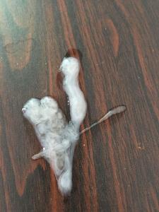 精子稀少