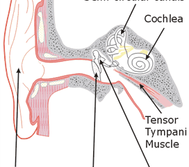 外耳道耵聍腺肿瘤