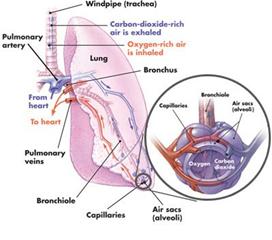 肺间质纤维化