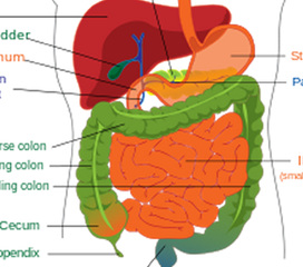 胆囊-结肠肝曲粘连综合征