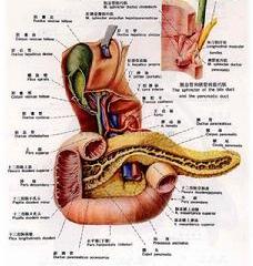 胆囊管综合征