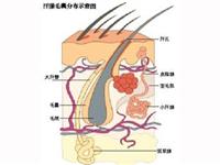 外阴疖病