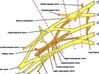 股外侧皮神经炎