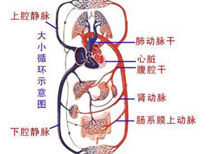 右心衰竭