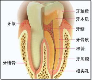 牙龈肿胀