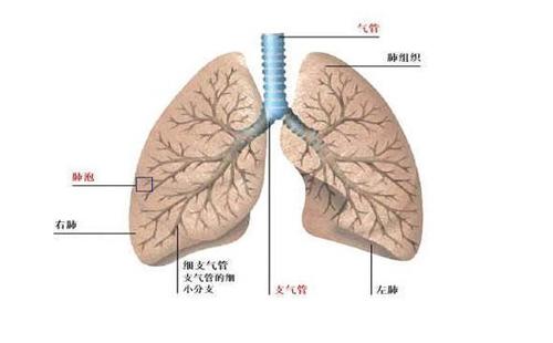 肺纤维化