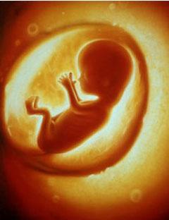 胚胎停止发育