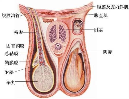 睾丸下垂