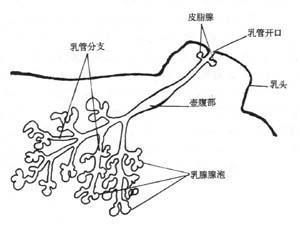 乳头湿疹