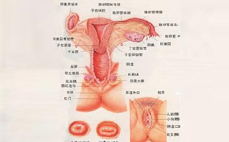 外阴萎缩