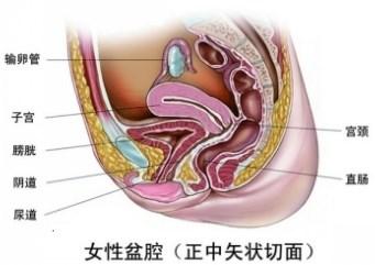 宫颈举痛