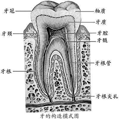 牙根外露