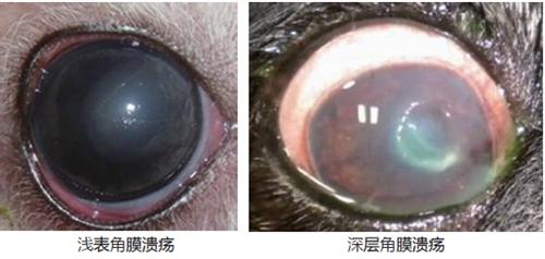角膜溃疡