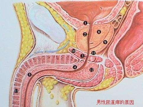 龟头瘙痒