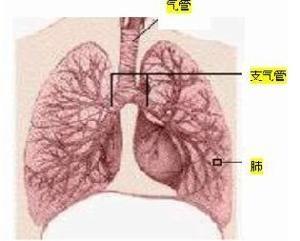 不动杆菌肺炎