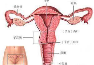 女性生殖器官创伤