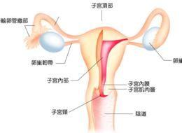 急性输卵管炎