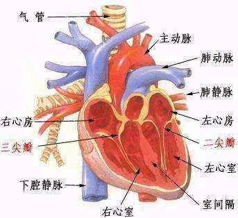 慢性肺源性心脏病