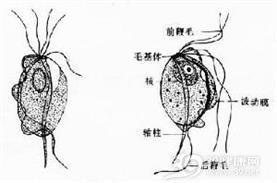 毛滴虫病