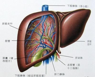 胆汁性肝硬化