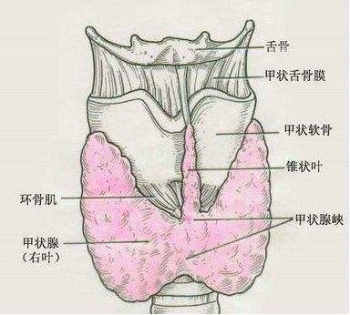 胸内甲状腺肿