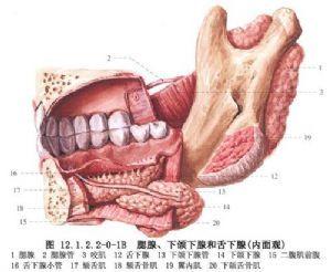 鳃裂囊肿和瘘管