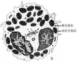 单纯性肺嗜酸性粒细胞增多症