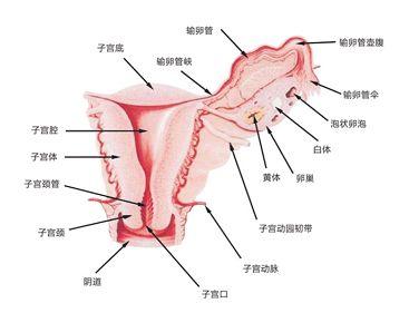 外阴痛