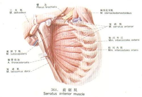 脊髓前动脉综合征