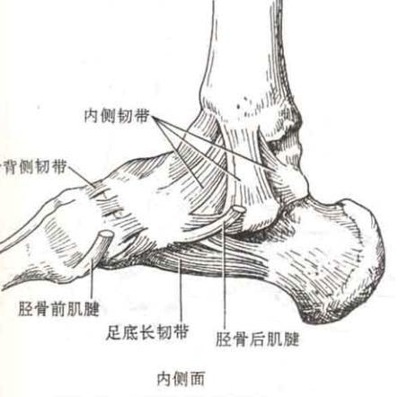 踝关节软骨损伤
