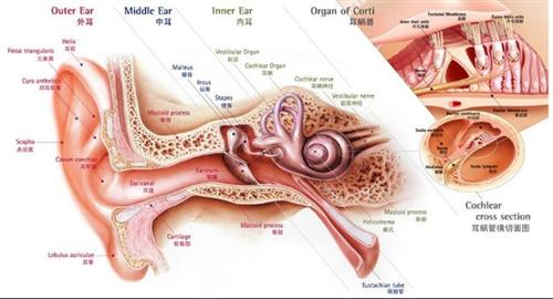 教你自己怎么诊断中耳癌