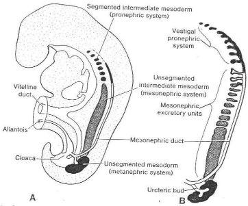 后尿道瓣膜