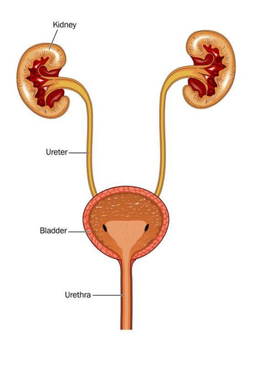小儿巨大膀胱-巨大输尿管综合征