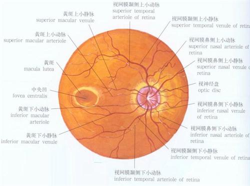 小儿视网膜色素变性-肥胖-多指综合征