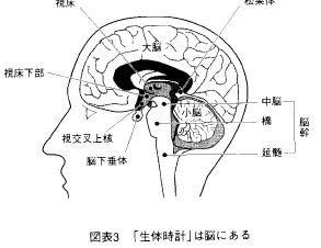 视交叉病变