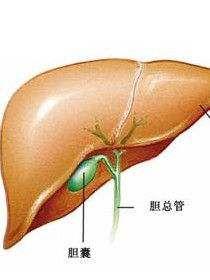 胆囊肿瘤