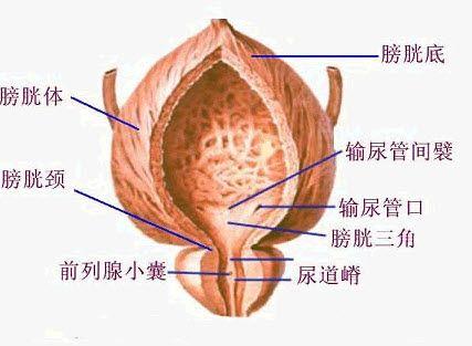 膀胱气痛
